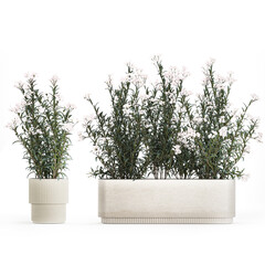 Beautiful bushes with white Nerium oleander flowers in pots on a white background