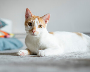 Portrait of a white and brown cat with brown eyes