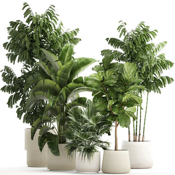 Beautiful Plants Ficus Palm Strelitzia In Flower Pots On A White Background