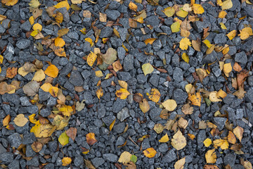 yellow fallen autumn leaves lie on gray stones