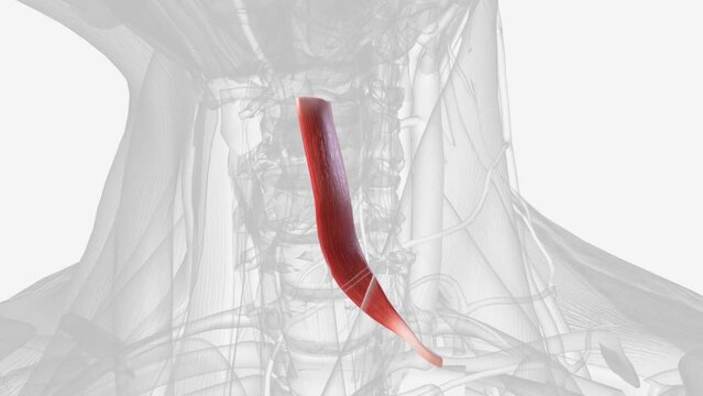 Superior belly of the omohyoid muscle