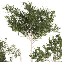 Fototapeta premium Beautiful weeping willow tree Olive in flowerpot