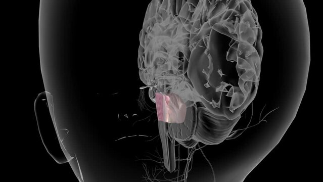 The pons is the largest part of the brain stem, located above the medulla and below the midbrain.