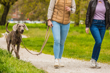 weimaraner on a leash walking in the park with two unrecognizable friends