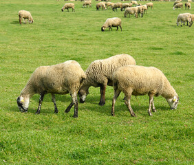 Obraz na płótnie Canvas Flock of sheep in a pasture field