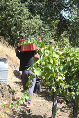 Back view of a young winegrower holding a box of grapes on his shoulder, a great harvest.