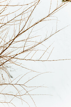 Dry bare branches in winter park