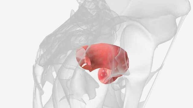 The sigmoid colon (or pelvic colon) is the part of the large intestine that is closest to the rectum and anus