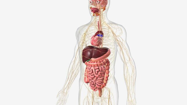 Digestive system and Nerveus System