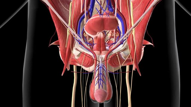 The epididymis is a long, coiled tube that transports sperm from the testes to the vas deferens