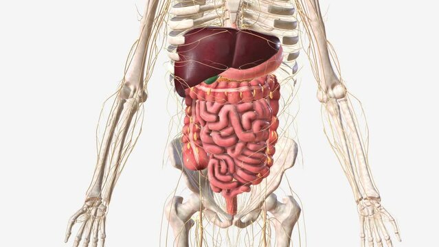 Digestive system and Nerveus System