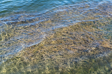 a sharp weeds in a underwater