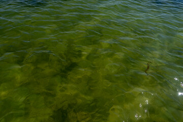 blue water body in a lake with a small waves in