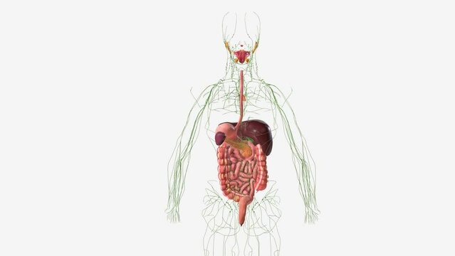 Digestive and Lymphatic system
