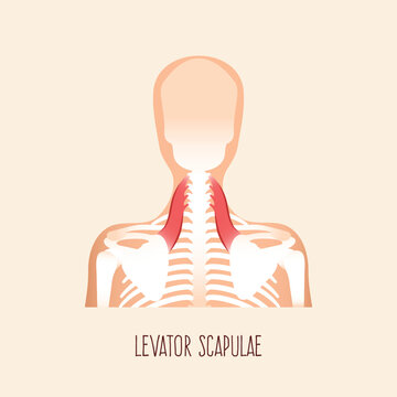 Levator scapulae muscle anatomy. Vector illustration.