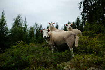A flock of free-range sheep in the forest.