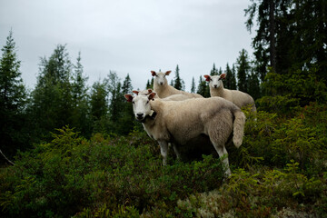 Fototapeta premium A flock of free-range sheep in the forest.