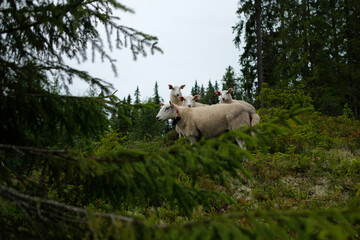 A flock of free-range sheep in the forest.