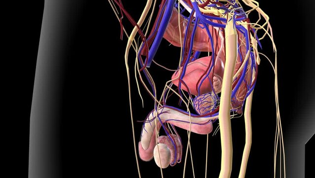The epididymis is a long, coiled tube that transports sperm from the testes to the vas deferens