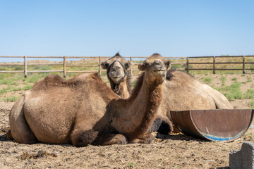 asian camels in a desert sitting in a group