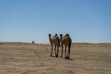 asian camels in a desert sitting in a group
