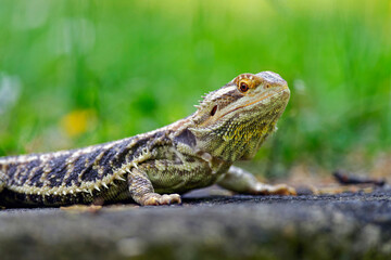 Bearded Dragon (Pogona Vitticeps) in a terrarium, pregnant, with swollen belly and black beard