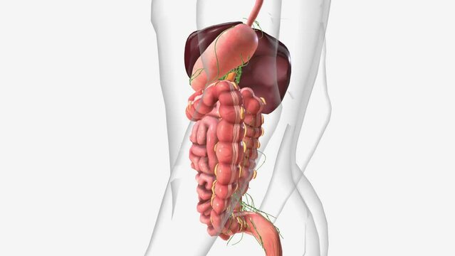 Lymphatics of abdomen and digestive system .