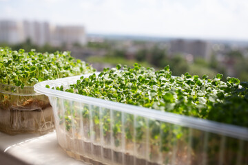 juicy fresh microgreens growing on a windowsill overlooking the city