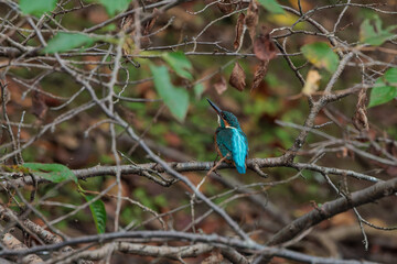 Kingfisher (Alcedo atthis)