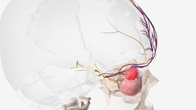 Nervous and vascular system in the eye .