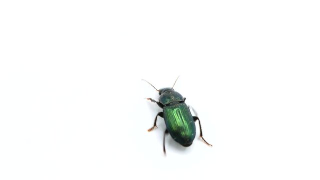 Bugs Insects Closeup harpalus affinis, green ground beetles isolated on white background moving