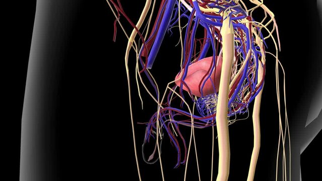 The male reproductive system contains the external genitals and internal parts, including the prostate gland, and urethra