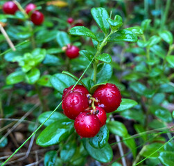 red currant berries