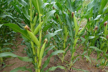 corn cultivation, corn cobs to harvest in corn field. cob detail