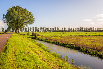 Dutch polder landscape in the Alblasserwaard region with ditch and country road on a sunny and...