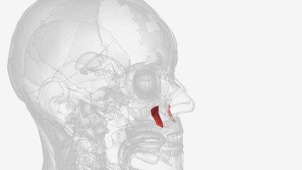 The levator anguli oris (caninus) is a facial muscle of the mouth arising from the canine fossa, immediately below the infraorbital foramen