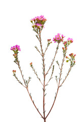 Chamelaucium flowers isolated