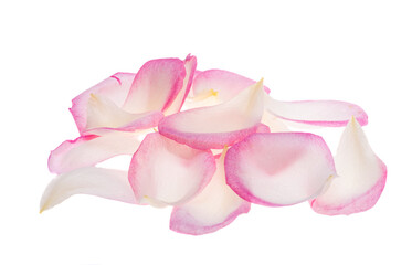 pink rose petals isolated