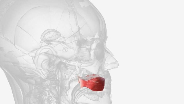 The buccinator is the main component of the cheeks along with a considerable amount of subcutaneous fat