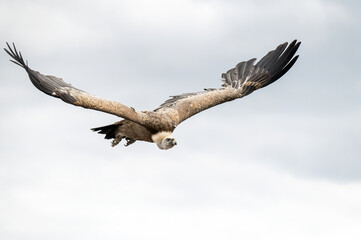 Vautour fauve en vol