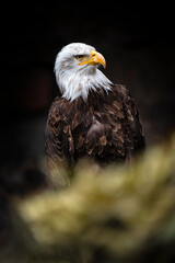 Pygargue à tête blanche ou aigle pêcheur