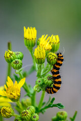 Orange and black striped Cinnabar moth caterpillar on a ragwort plant with yellow flowers