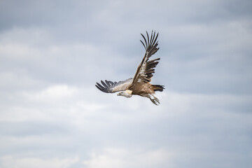 Vautour fauve en vol