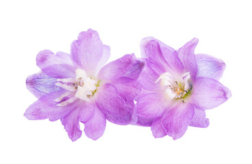 Fototapeta na wymiar delphinium flowers isolated