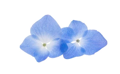 Afwasbaar fotobehang blue hydrangea flowers isolated © ksena32