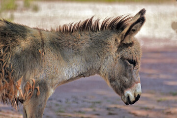 Donkey close -up captured at Ridiyagama Safari Sri Lanka.