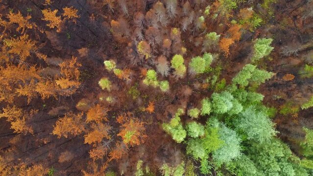burnt forest. Dead trees after fire. Burnt pine forest and green forest.