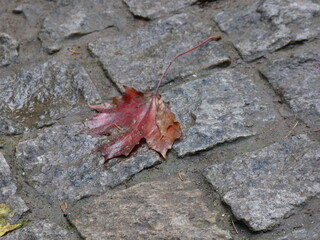 maple leaf on the ground