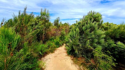 A sandy narrow pathway among the beach foliage, bushes, shrubs and small trees in Palm Beach, New South Wales, Australia