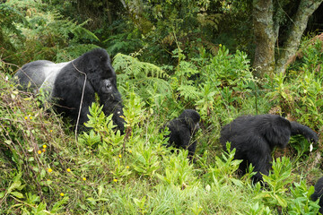 Gorilles de montagne dans la région des volcans dans le sud de l'Ouganda près de la ville de Kisoro